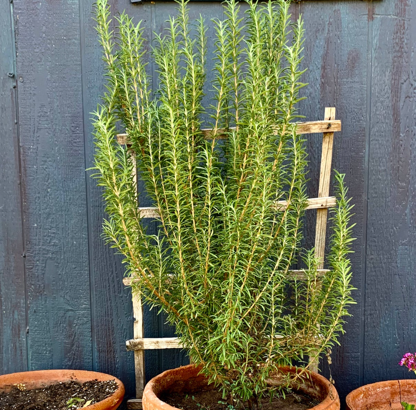 ROASTED ROSEMARY CHICKEN POT PIE