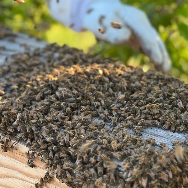 2024 Beginner Beekeeper School