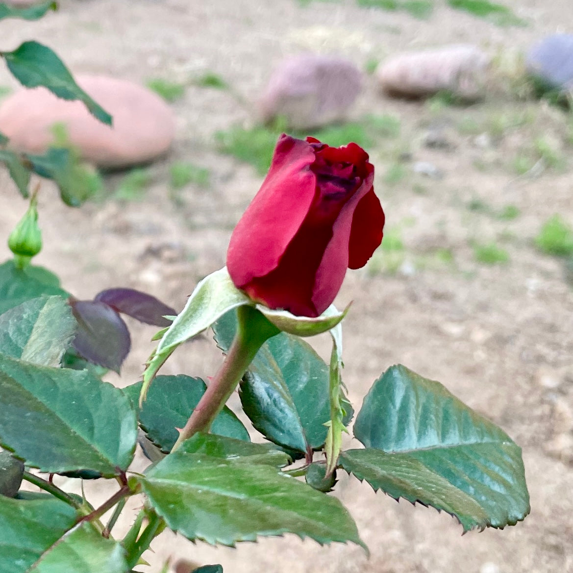 KATIE JO'S STORY - HER MENTOR MARY BETH