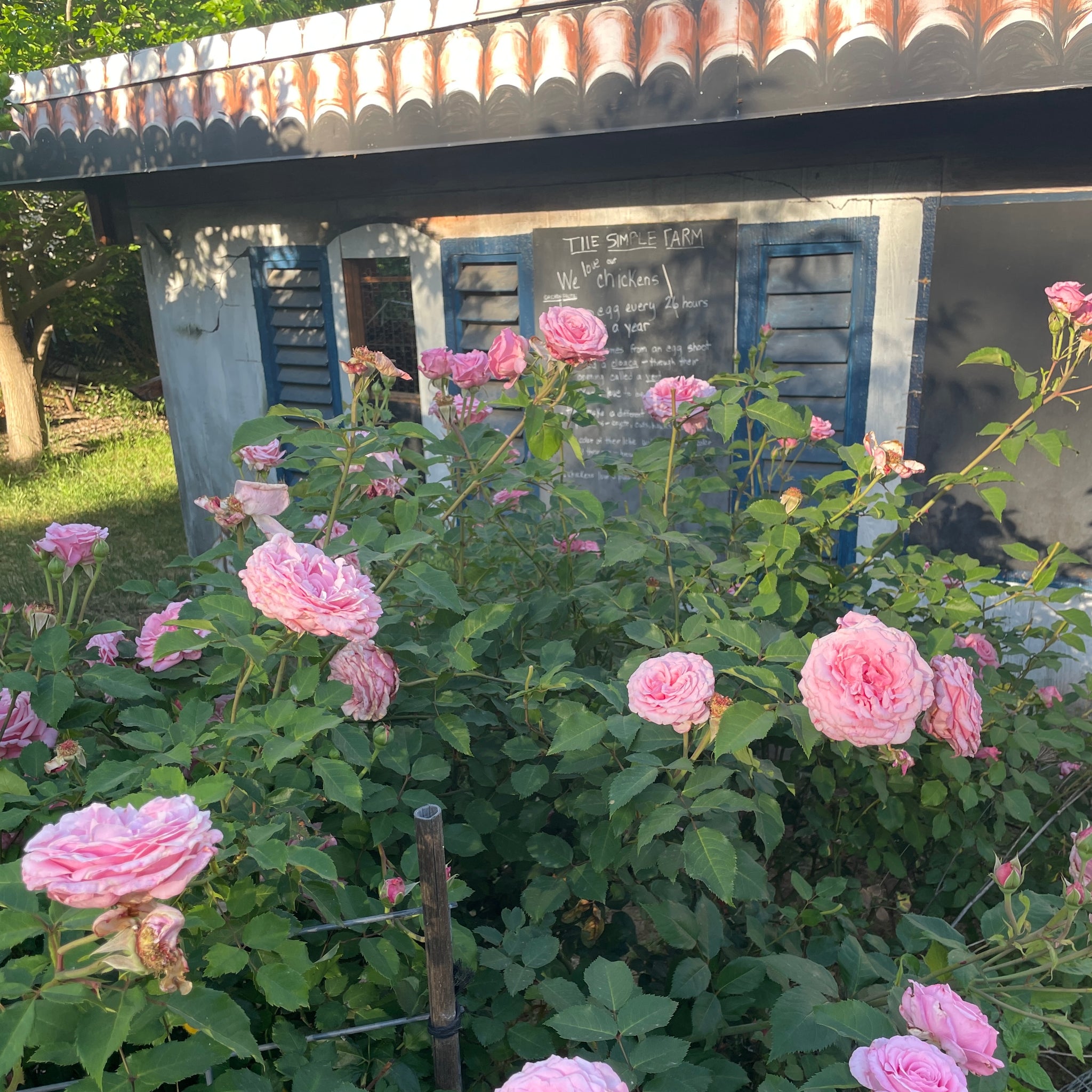 HOW WE PLANT OUR ROSES