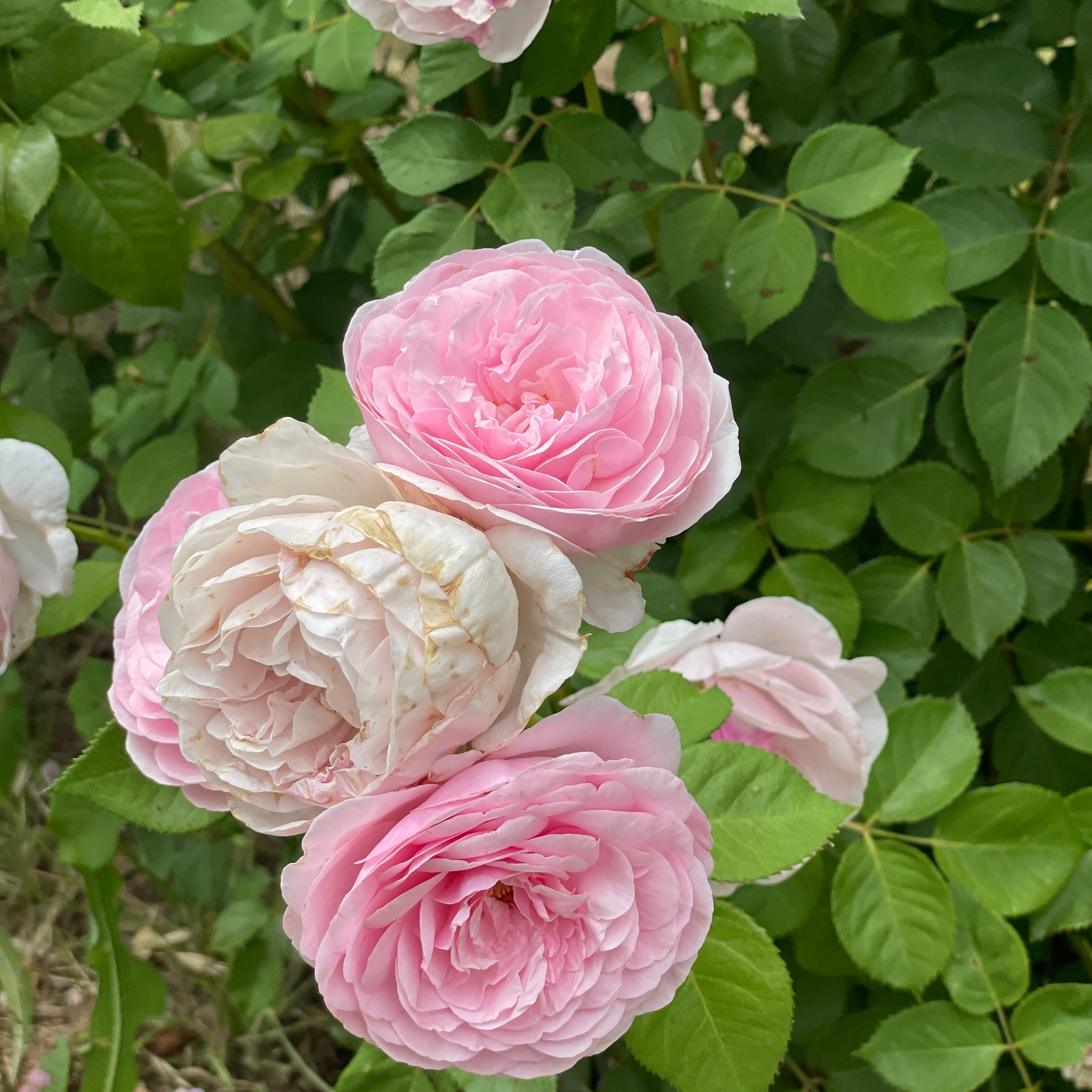 PRACTICING THE WAY COURSE - WEEK TWO - May 16, 2024