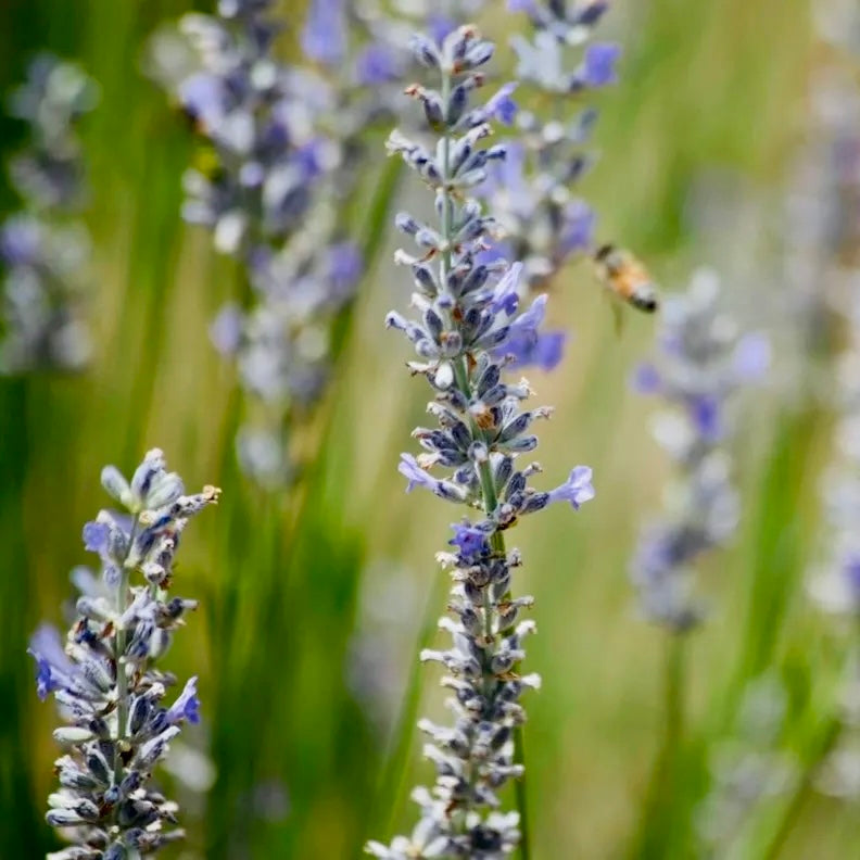 MAY 2024 - A MORNING TO EXPERIENCE LAVENDER DISTILLATION