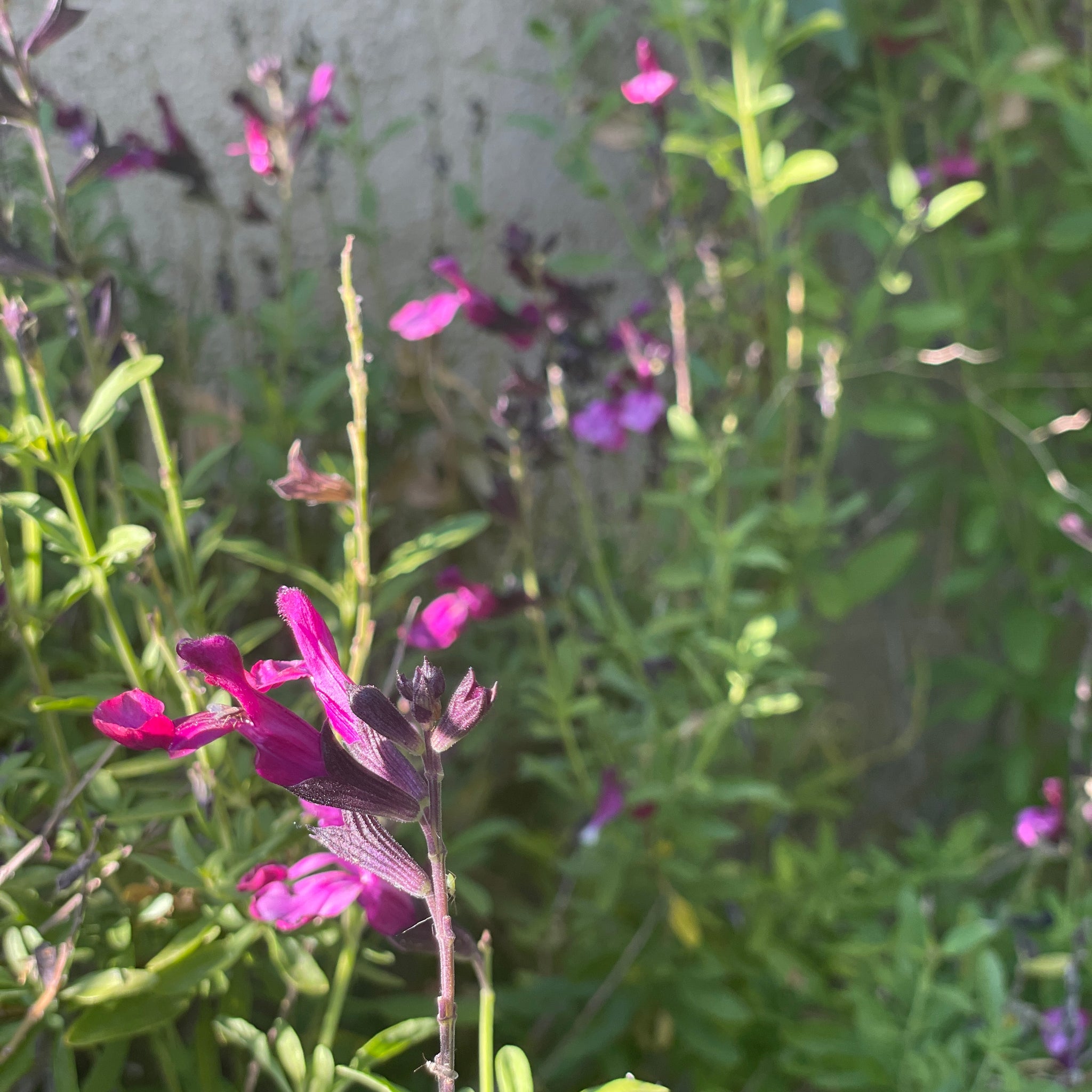 WHAT SABOTAGES  SPIRITUAL FORMATION? PAIN AND SUFFERING - PART TWO