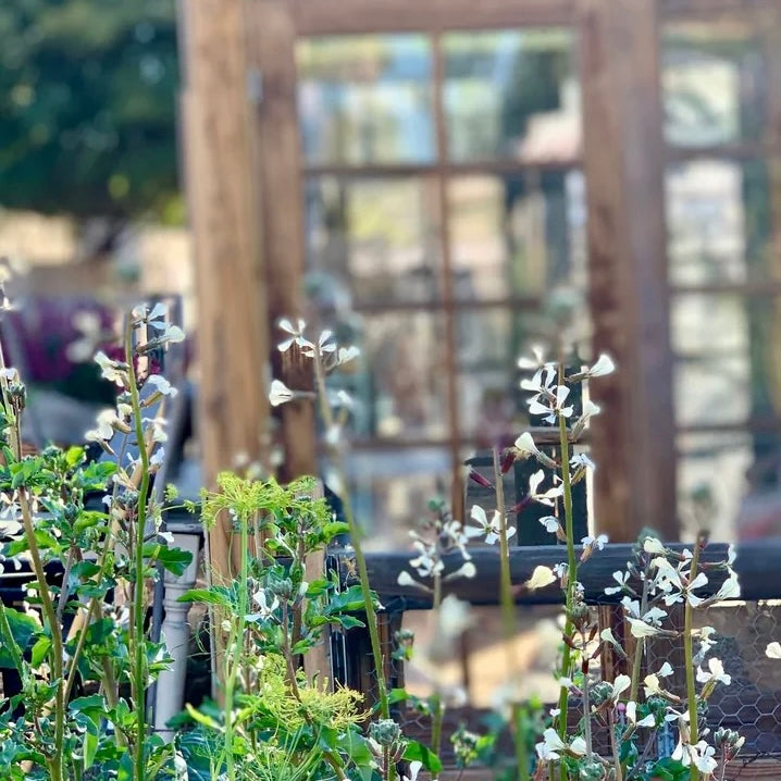 ENGLISH GARDEN INSPIRATION