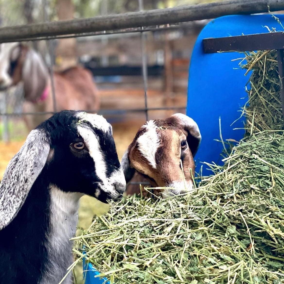 CELEBRATING KIDDING SEASON - WRITTEN BY KATE CROWLEY