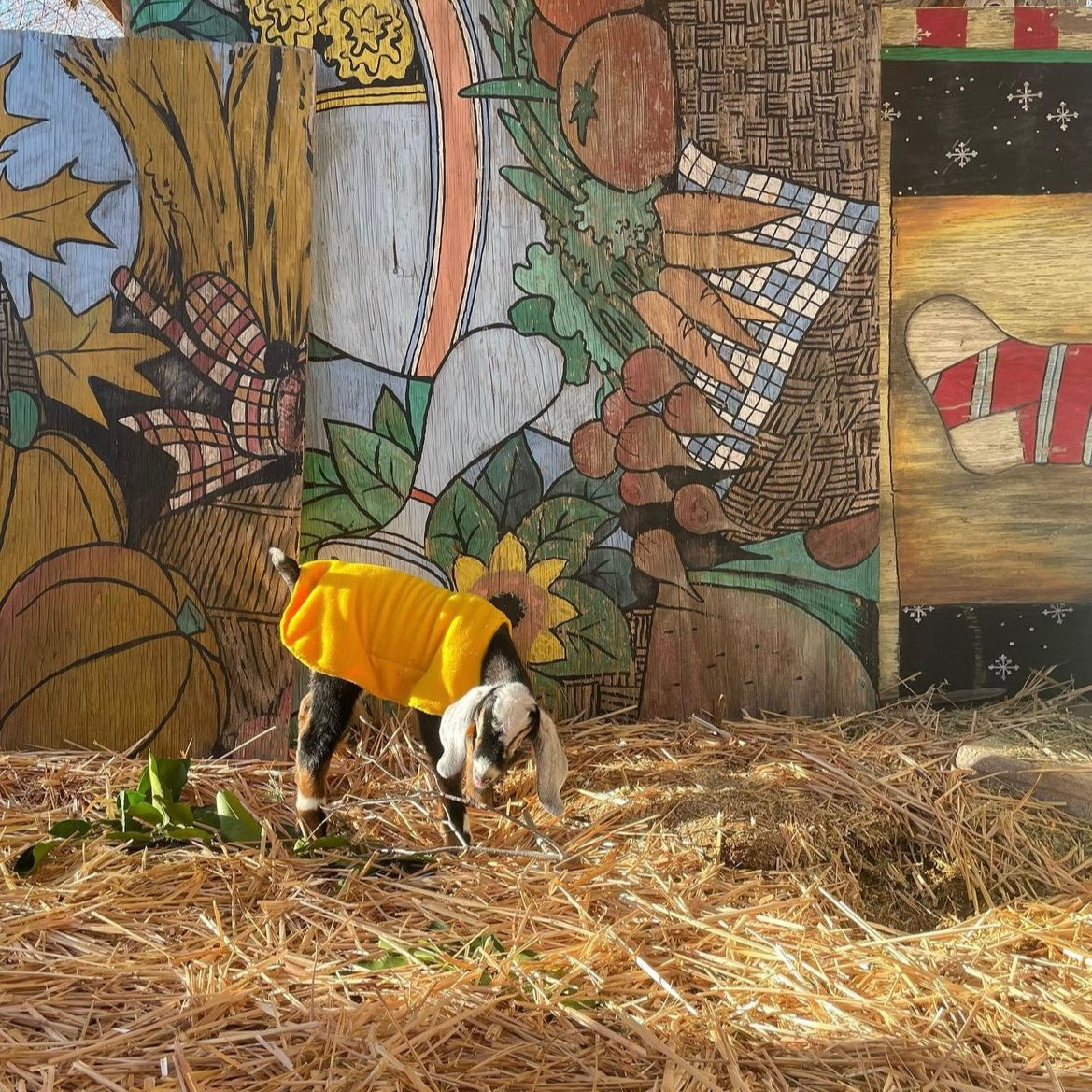 BABY GOATS - POLLY GRACE AND PEARL - 2023