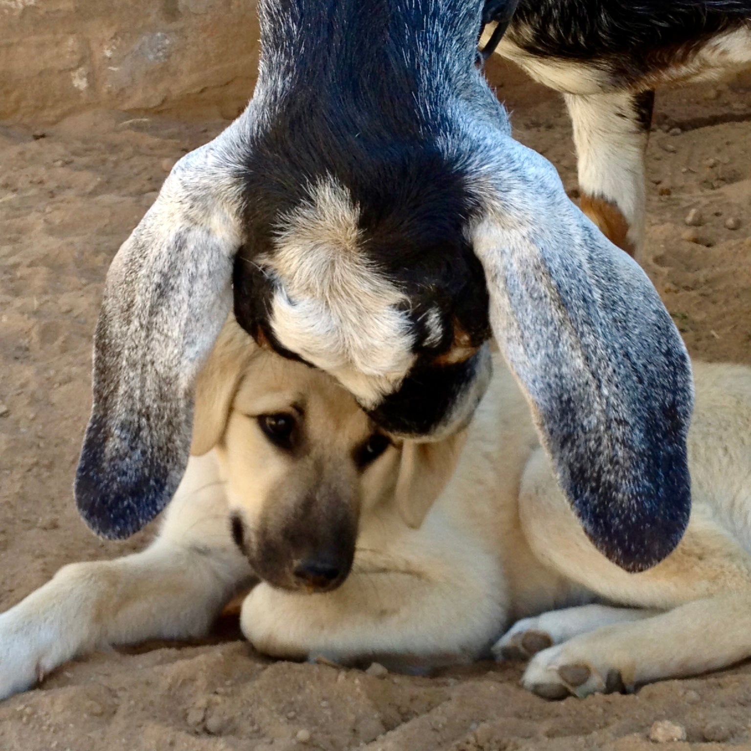 WINNIE - THE BEST LIVESTOCK GUARD DOG