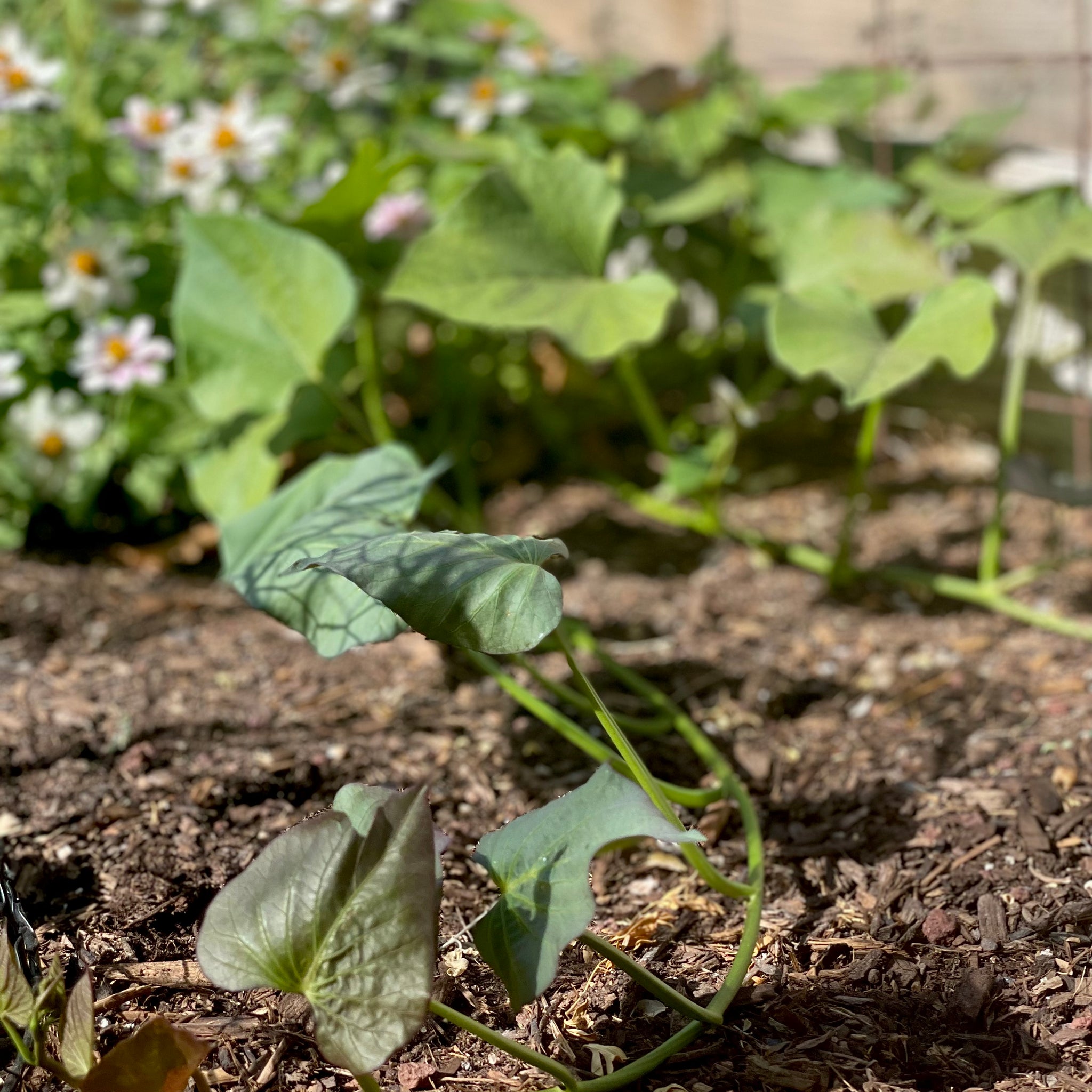 SWEET POTATO CASSEROLE