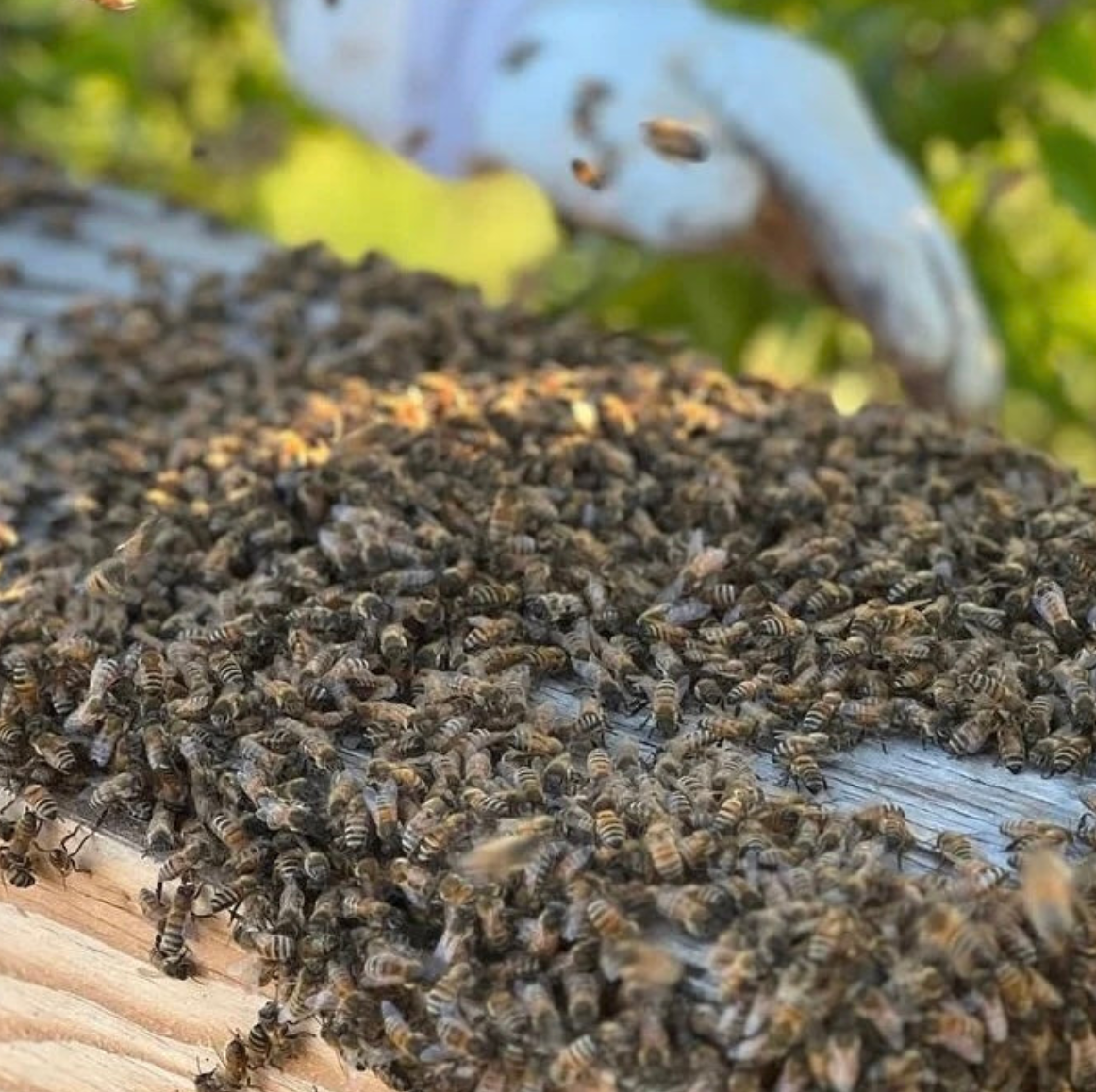 EXPERIENCE THE BEAUTY OF BEE KEEPING