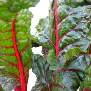 SWISS CHARD RECIPE