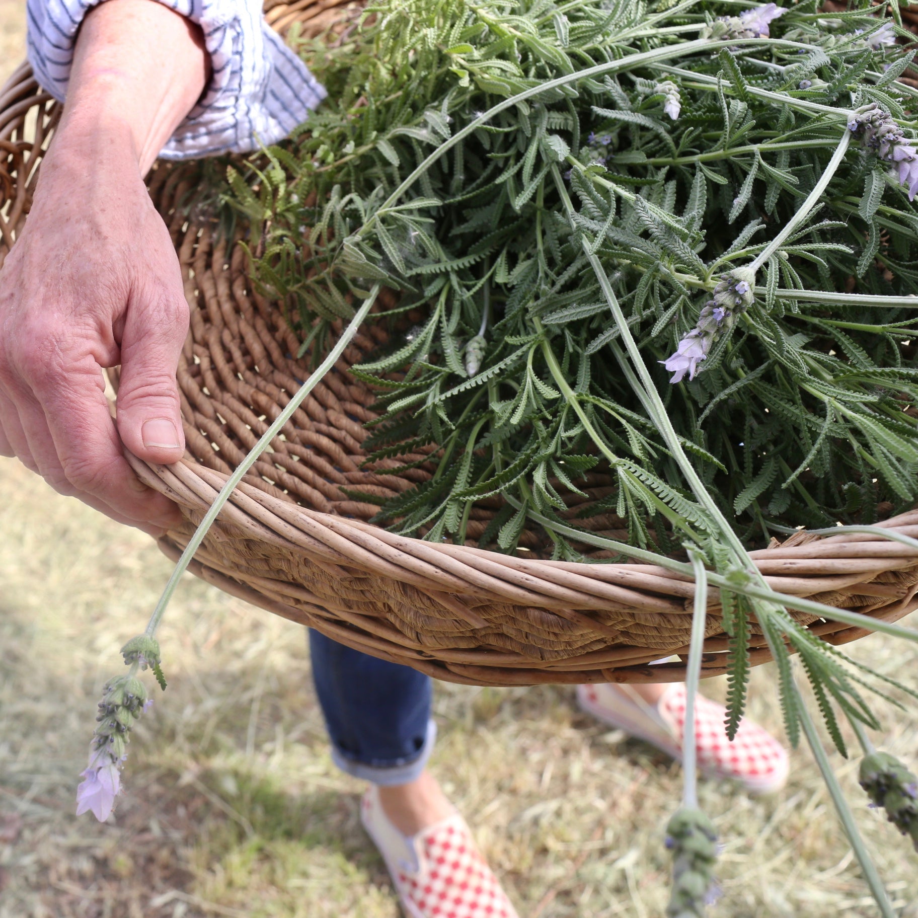 THE BEAUTY OF LAVENDER