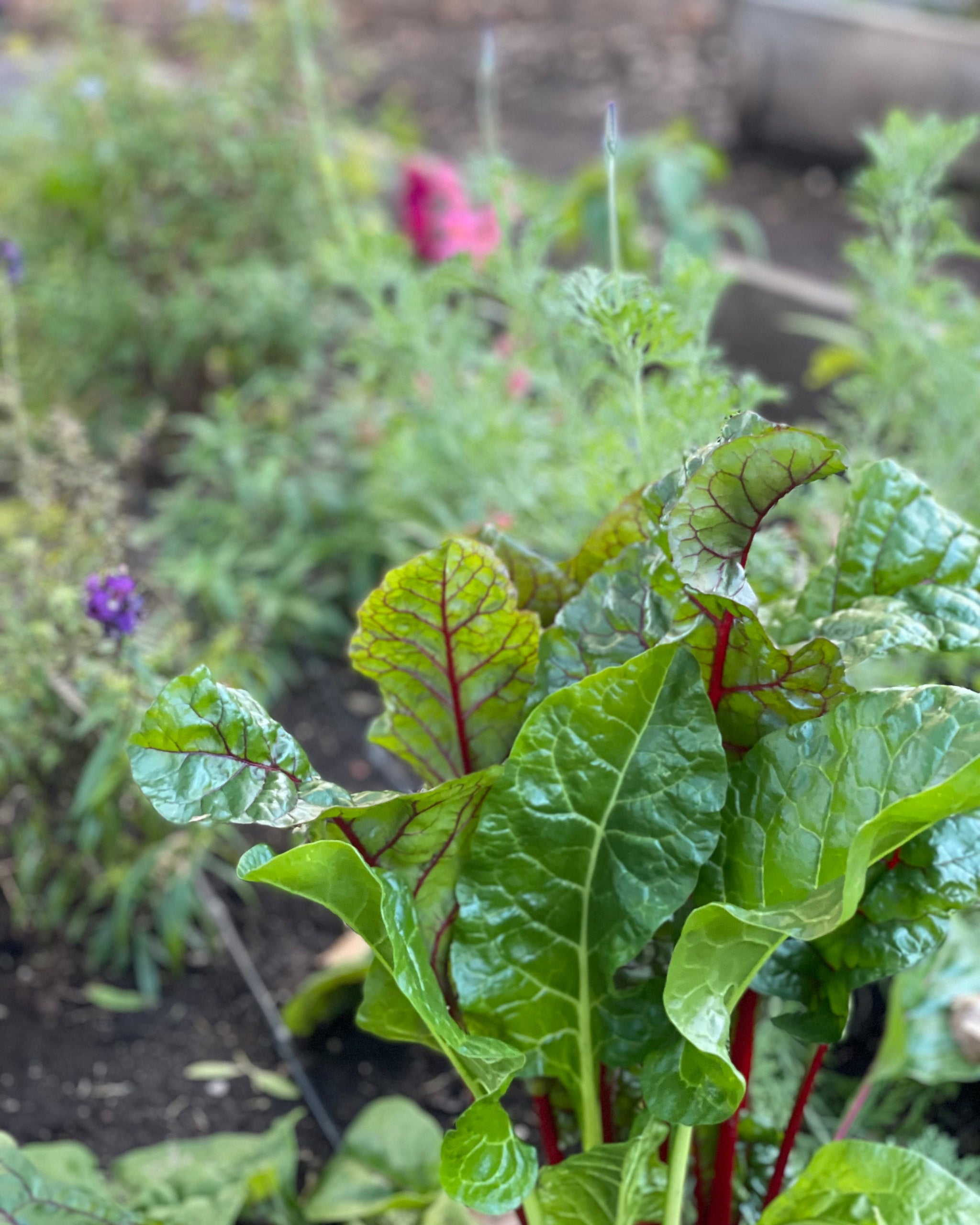 SWISS CHARD ~ AUTUMN SOUP